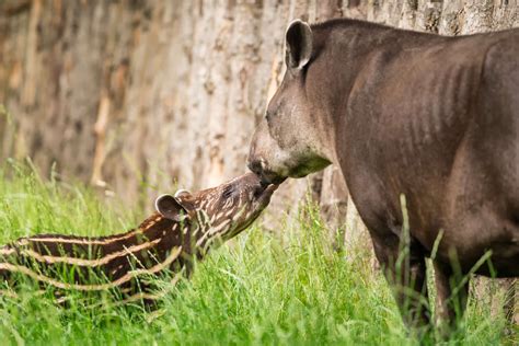 Anta Tapirus Terrestris Rewild Brazil The Brazilian Plantfinder