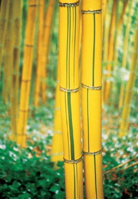 100 Bamboo Seeds Yellow_ Bamboo_ Plants Fesh | Etsy