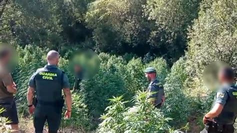 Desmantelan un cultivo con 1 500 plantas de marihuana en Cáceres