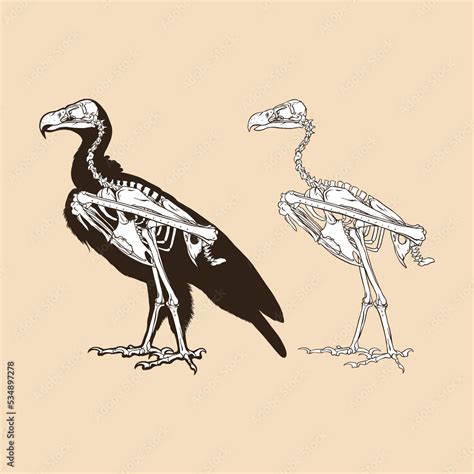 Skeleton vulture vector illustration animal Stock Vector | Adobe Stock