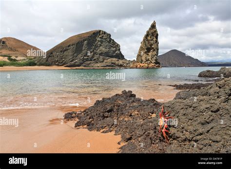 Sally Lightfoot Crab Pinnacle Rock Bartolome Island Galapagos