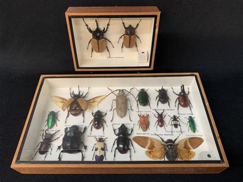 Sold At Auction Collection Of Beetles Mounted Taxidermy Framed