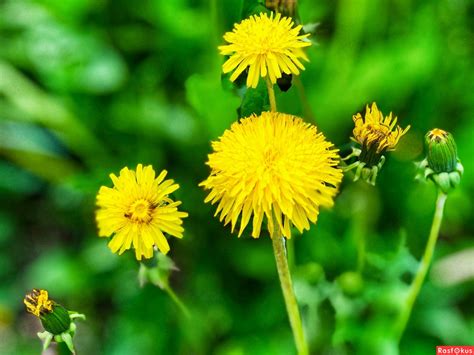 Виды одуванчиков (много фото) - deviceart.ru