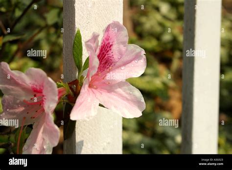 flowering shrubs fence made of bamboo twigs hedge green white red rose flowering shrubs clusters ...