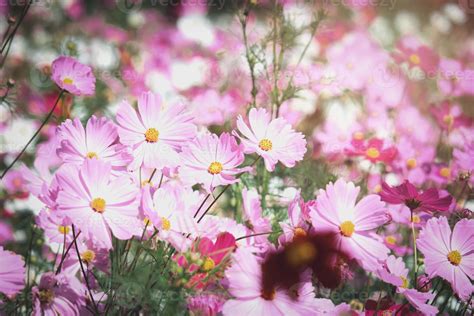 Pink cosmos flower blooming cosmos flower field, beautiful vivid ...