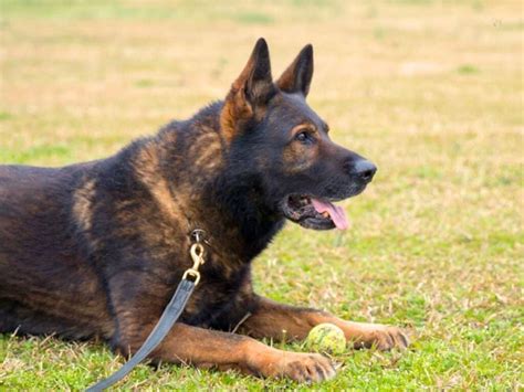 Black & Red German Shepherds: Stunning Colors and Remarkable Traits