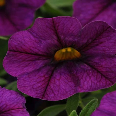 Calibrachoa Flower Seeds - Kabloom Series - Deep Blue - 100 Seeds ...