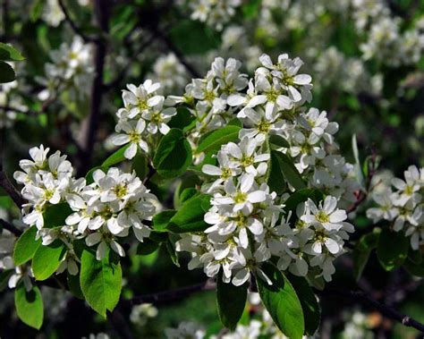 GardensOnline: Amelanchier ovalis