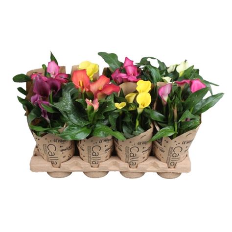 Zantedeschia Gemengd Calla Mix In Kraft Hoes H02 FloraXchange