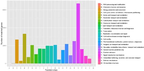 Clusters Of Orthologous Groups Cog Functional Classification Of The