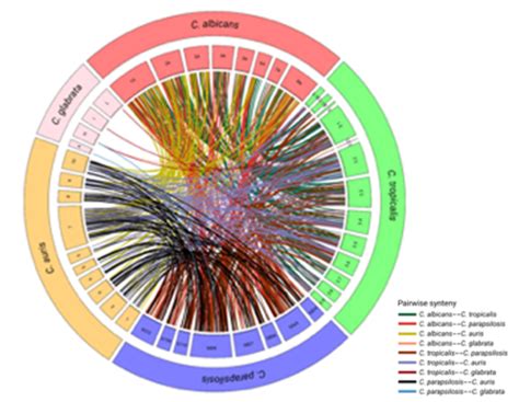 The Long Non Coding Rna Landsc Image Eurekalert Science News Releases