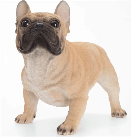 Biggest French Bulldog