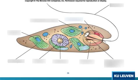 Euglena Diagram Quizlet