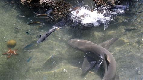 Shark overfishing endangers reefs: Australian study | Fox News