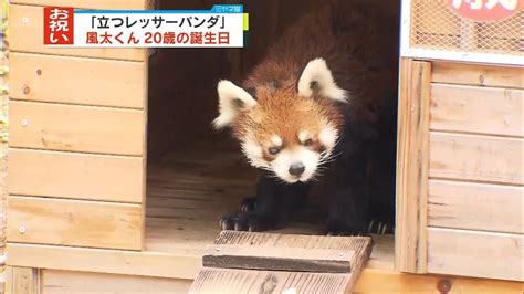 「立つレッサーパンダ」風太くん 20歳の誕生日 千葉市動物公園（2023年7月5日掲載）｜日テレnews Nnn