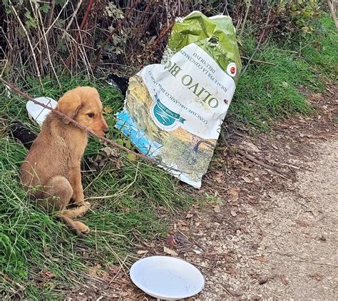 Porciano Di Ferentino Chiusi In Un Sacchetto Di Plastica E Abbandonati