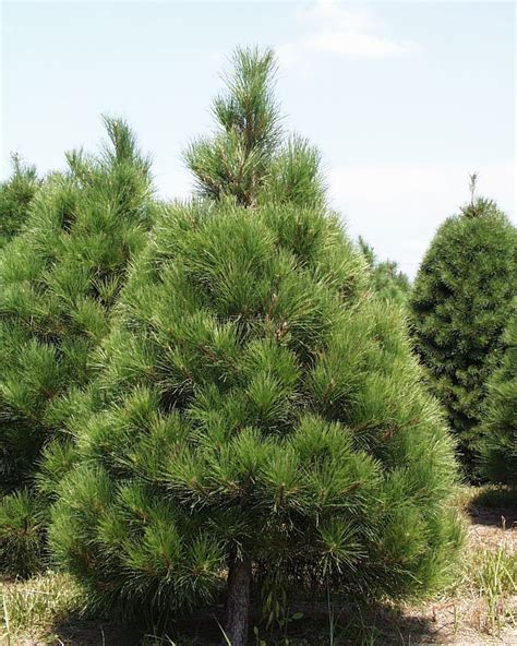 Red Pine Arbor Nursery