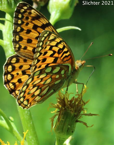 Coronis Fritillary Crown Fritillary Speyeria Coronis