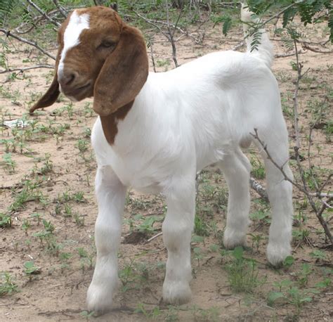 Required Vitamins And Minerals For Baby Boer Goats