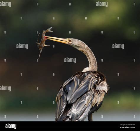 Snake eating bird hi-res stock photography and images - Alamy