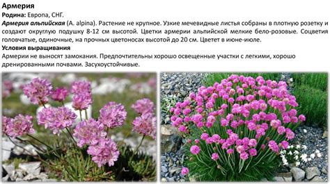 Многолетние декоративные травянистые растения - презентация онлайн
