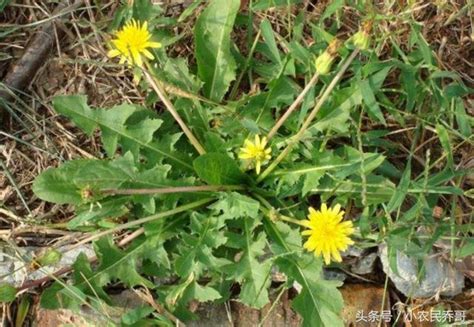 農村的野草蒲公英不僅是美味野菜，還有祛斑美容的功效 每日頭條