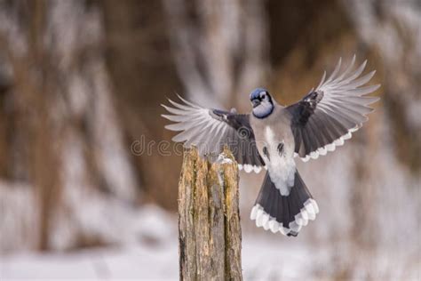 Blue jay in winter stock photo. Image of branch, animal - 266709714