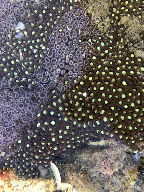 Zoanthus From Bundjalung National Park Woody Head Nsw Au On June