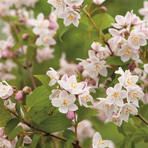 Kalmien Deutzie Deutzia kalmiiflora Weitere Laubgehölze GARTEN