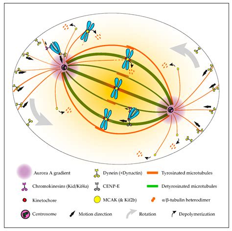 Cells Free Full Text The Tubulin Code In Mitosis And Cancer