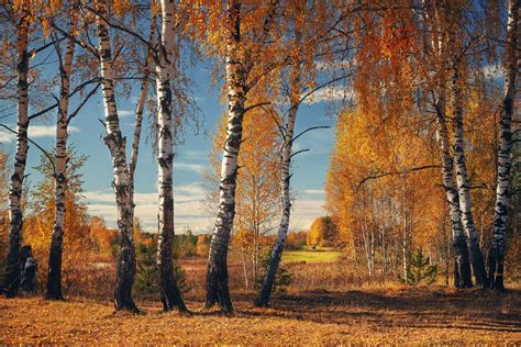 Где солнца свет. Фотограф Гордиенко Анатолий | Пейзажи, Лес живопись ...