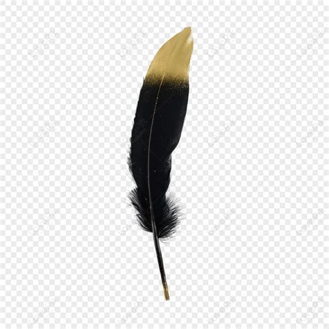 Beautiful Feather Decoration Still Lifeblack Feathersoftwhite Free