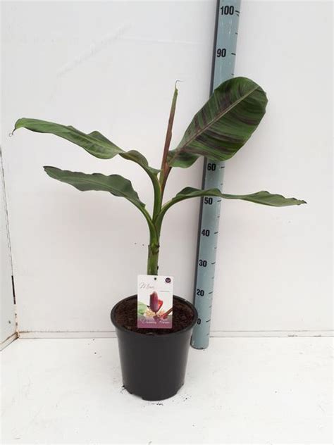 Musa Sikkimensis Plant Wholesale Floraccess