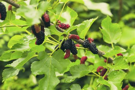 Mûrier planter et tailler Ooreka