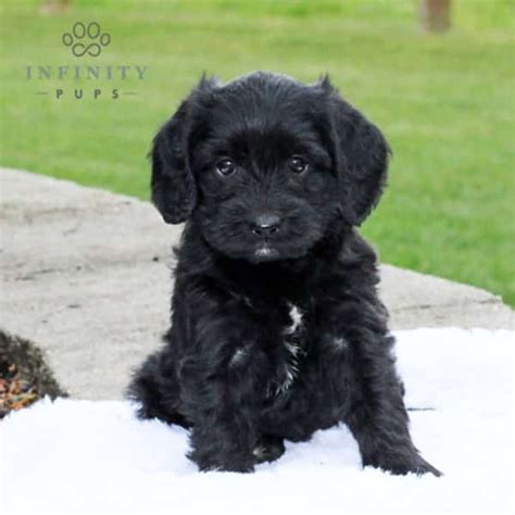 Poogle Puppies For Sale • Adopt Your Puppy Today • Infinity Pups