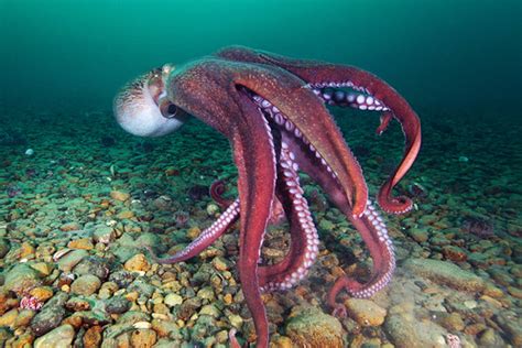 Enteroctopus Dofleini Alexander Semenov Flickr