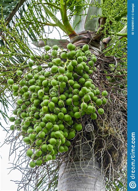 Areca Catechu Areca Nueces De Betas De Palma Imagen De Archivo Imagen