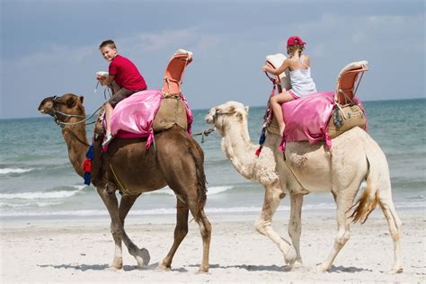 Balade Dos De Dromadaire Djerba Une Exp Rience Inoubliable