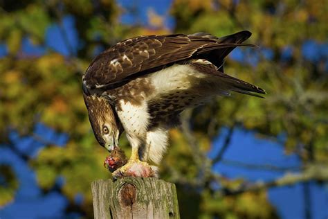 Red Tailed Hawk Eating Prey Standing Photograph by Animal Images | Fine ...