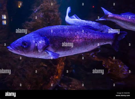 Rainbow Trout Or Salmon Trout Oncorhynchus Mykiss Close Up In