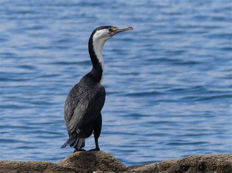 Bird Cormorant Ornithology Free Photo On Pixabay Pixabay