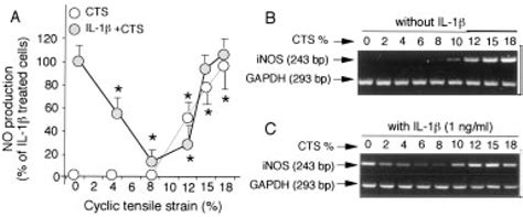 Figure From Role Of Nf Kappab Transcription Factors In