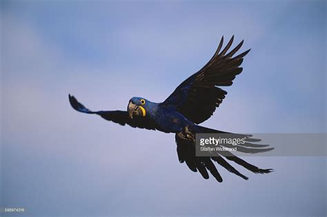 Hyacinth Macaw Flying | Macaw, Cute animal drawings kawaii, Cute animal ...