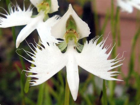 White Egret Flower Pecteilis Radiata Flower Database