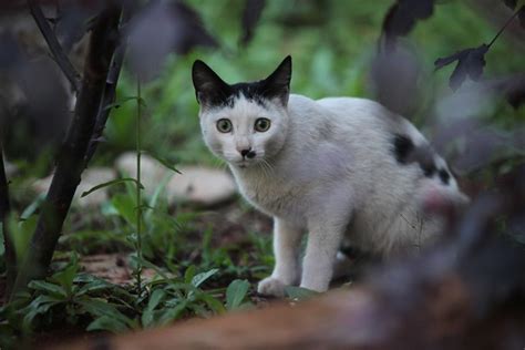 Ethiopian Cats No 2 Lesiwon Hotel In Yirga Cheffe Town Ethiopia