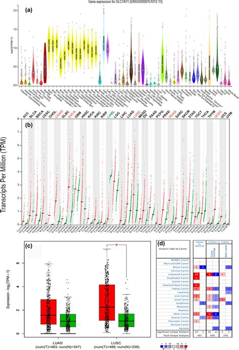 Slc7a11 Mrna Expression Analysis In Different Tissues A Slc7a11 Mrna