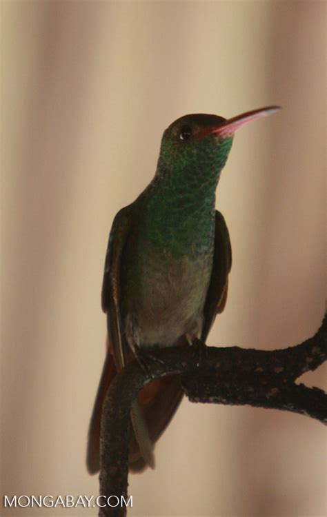 Rufous Tailed Hummingbird Amazilia Tzacatl Belize 8261