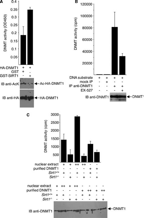 Increased Methyltransferase Activity Of Sirt Deacetylated Dnmt A