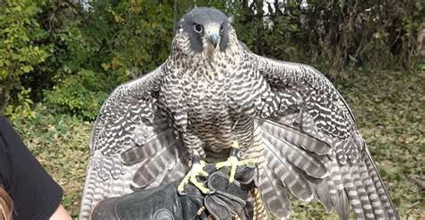 Feathers and Talons: A Life History of the Accipiter Family - The ...