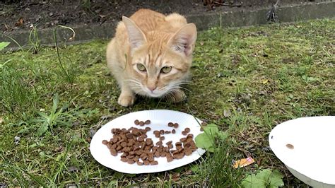 Le Chat Tigr Brun Sur Au Juin M Me Du Chat Jai Rencontr S